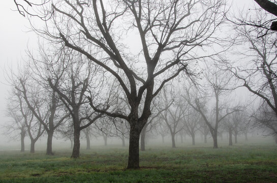 Pecan Trees in a Grove of Fog