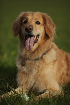Brown dog is laying on the grass with its tongue out