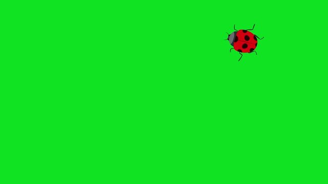 Animated ladybugs crawling on a vibrant green background for nature scenes