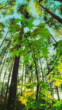 Season Change Concept. Green Maple Tree Turn Yellow. Timelapse. Autumn Mood. Summer
