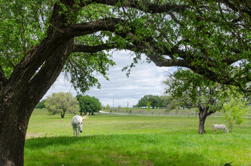 Fototapeta premium White Stallion Grazing Under a Tree