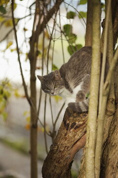 Cat is sitting on a tree branch