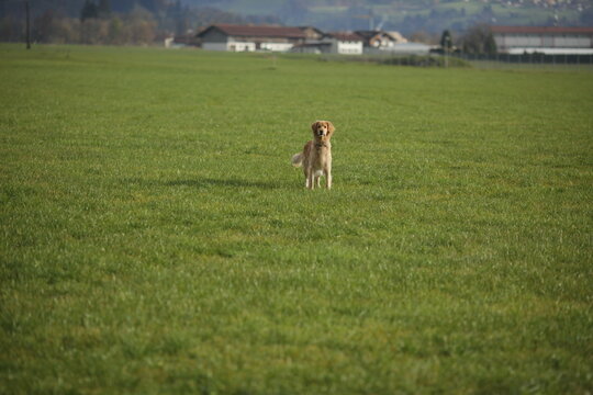 Dog is standing in a field of grass