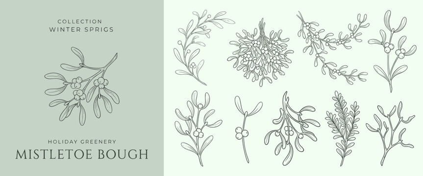 Mistletoe bough winter sprigs collection, botanical holiday greenery line art, hand drawn christmas floral vector set