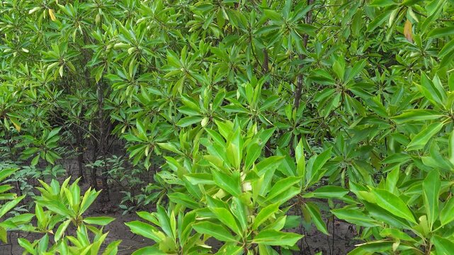 Bruguiera cylindrica. Flowering Mangroves. Mangrove forests at low tide. Thailand. The Andaman Sea