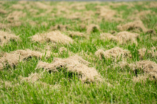 Lawn dethatching and mechanical scarifying process removing dead plant material and thatch buildup from green turf for lawn care