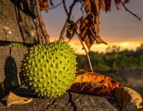 Green soursop fruit on rustic wood at sunset.