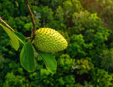 Green soursop fruit growing on a branch.