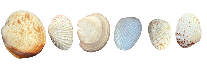 Collection of sea shell isolated on transparent background. Marine bivalve clam shells cut out. © upen