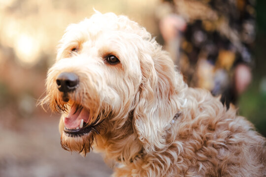 Happy curly-haired labradoodle dog outdoors looking aside