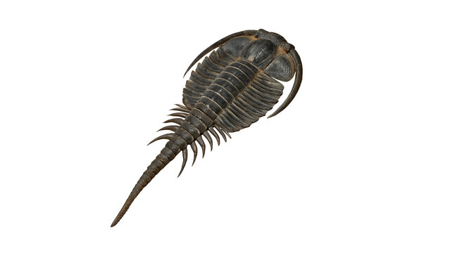 Prehistoric horseshoe crab marine biology fossil specimen isolated on a white background