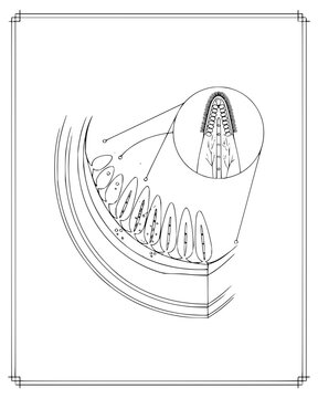Scientific line art illustration of biological tissue structure with detailed cellular inset view