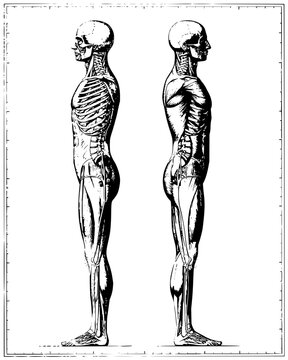 Detailed anatomical study of human muscular and skeletal systems in side profile ink drawing
