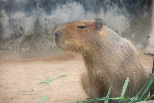 A large, brown capybara sits in a sandy enclosure, munching on a blade of grass.