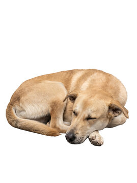 Indian Pariah Dog Portrait Representing Rescue and Animal Adoption |  Animal Welfare and Pet Care