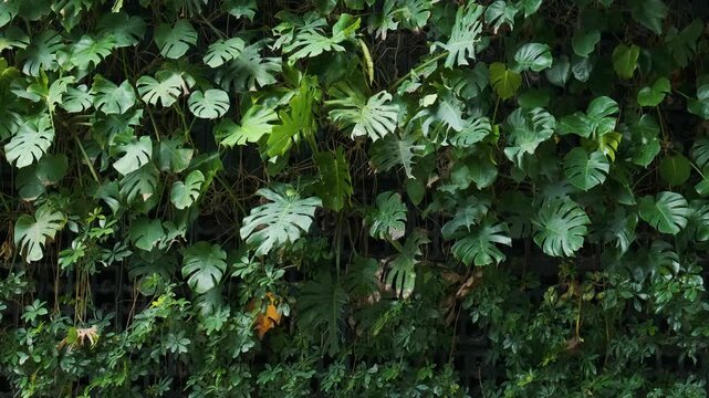 Dense tropical plants form lush vertical living wall in Shanghai city, China. Layered green foliage, nature texture background, sustainable design, urban biodiversity, biophilic architecture