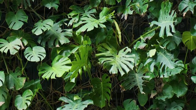 Close up of lush tropical foliage growing on vertical green wall in Shanghai city, China. Layered green foliage, nature texture background, biophilic design, urban greening, biodiversity, sustainabili