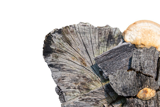 Close up of old decayed wood stump with wild bracket fungus isolated on white background