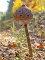 Parasol mushroom (Macrolepiota procera) in autumn. © Adam