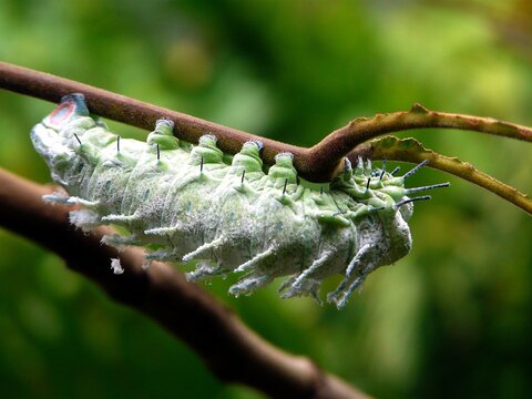 Atlas moth caterpillar, Chiang Mai, Thailand