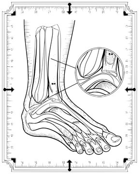 Detailed anatomical line drawing of human foot and lower leg bones with magnified view