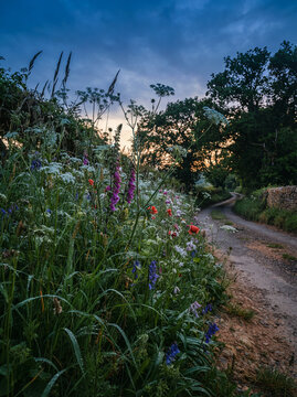 Wildflower verge along a curving dirt path under trees at golden sunset