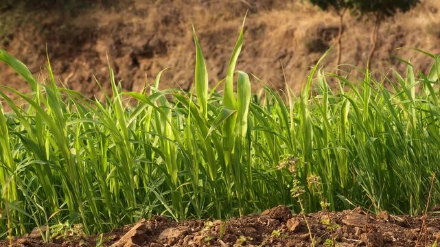 Vibrant Green Grass Growing on Farm Field During Golden Hour. Fresh Young Wheat Sprouted Crops in Soil Close Up. Agriculture Development Organic Barley Sprouts in Morning Sunlight