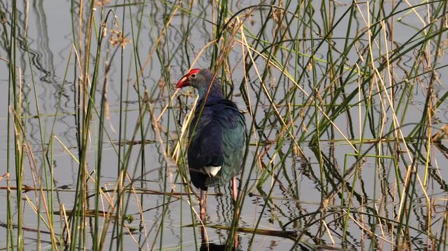 Grey-headed Swamphen Bird Foraging in Reeds of Natural Wetland Habitat. Beautiful Exotic Purple Swamphen Standing Alert in Marsh Reeds and Green Grass. Vibrant Blue Waterbird and Red Beak Close up