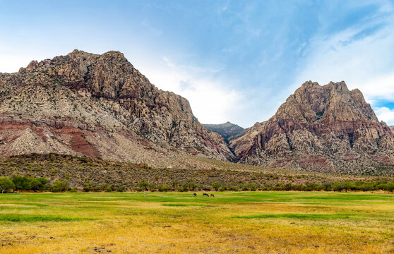 Wild burros grazing against sandstone mountains at Spring Mountain Ranch