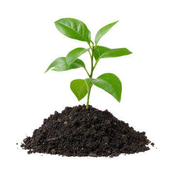 Vibrant green young plant with several leaves sprouts from a small mound of dark soil, isolated on a clean white background