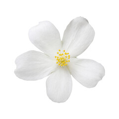 Fototapeta premium Delicate single white jasmine flower with five petals and bright yellow stamens, captured against a clean white background