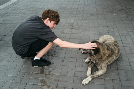 Boy Enjoys a Gentle Moment With a Friendly Dog Outdoors