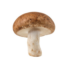 Single fresh brown mushroom, with a textured cap and visible gills, stands upright on a clean white background © Chinases