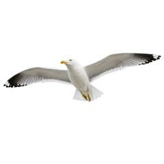 Naklejka premium Beautiful white seagull with outstretched wings flies gracefully against a clean, isolated white background