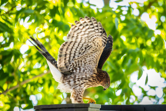 Juvenile Cooper hawk spreading wings ready to take flight