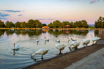 Flock of domestic white geese gathered at Sunset Park lake © PhotoSpirit