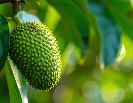 Close up of green soursop fruit on tree branch.