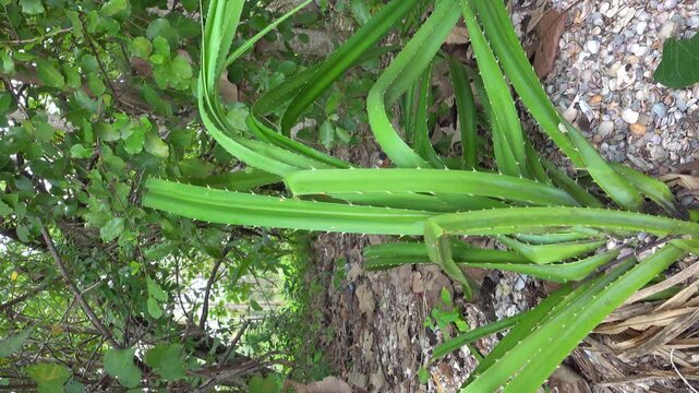 Allamanda cathartica in Thailand