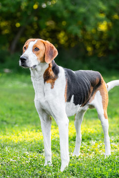 Portrait of cute russian hound close up. Pet animals.