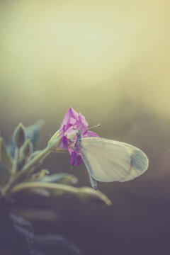 Insecte en macro minimaliste