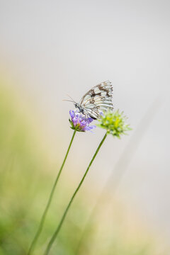 Insecte en macro minimaliste