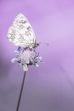 Insecte en macro minimaliste