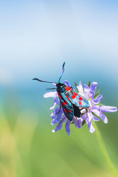 Insecte en macro minimaliste