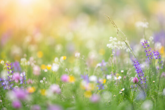Colorful Wildflower Meadow in Soft Spring Sunlight
