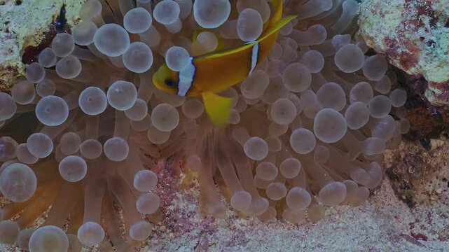 Clown fish in club tipped anemone.