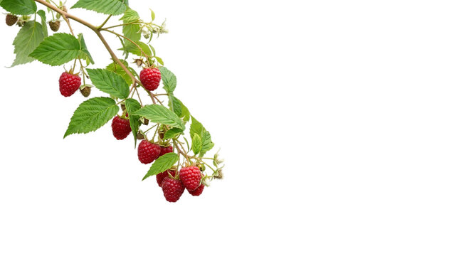 Ripe and unripe raspberries on a branch with green leaves isolated on transparent background