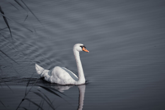 Animal en macro minimaliste dans la nature