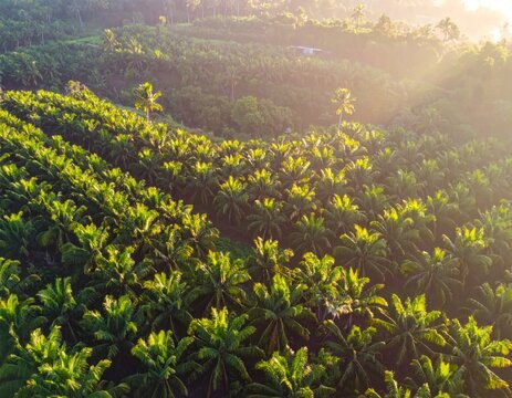 Aerial view of sunlit palm plantation rows.