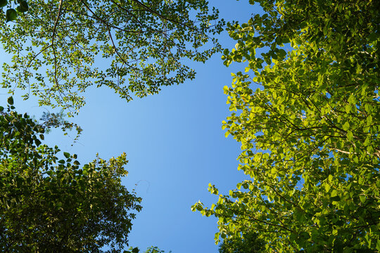 Low Angle View of Green Tree Canopy Framing a Clear Blue Sky on a Sunny Day, Nature Background with Copy Space