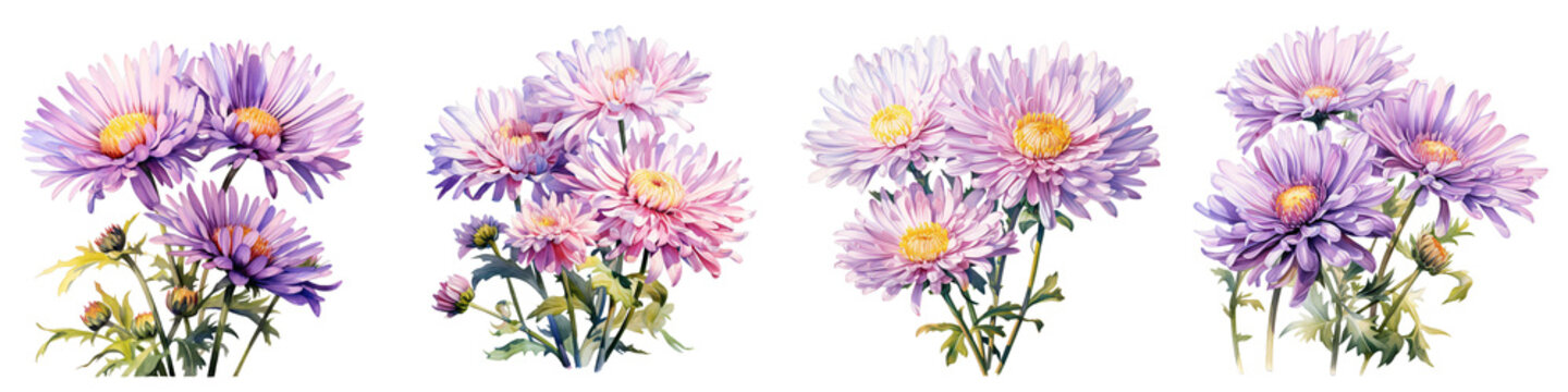 Watercolor illustration featuring different clusters of aster flowers on a black background